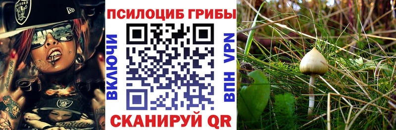 Псилоцибиновые грибы Cubensis  где можно купить наркотик  Пятигорск 